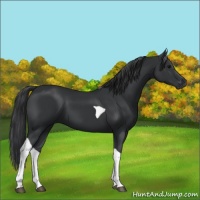 Horse Color:Black Tobiano 
