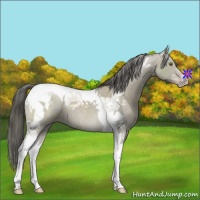 Horse Color:Classic Cream Champagne Tobiano