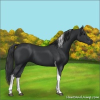Horse Color:Black Tobiano 