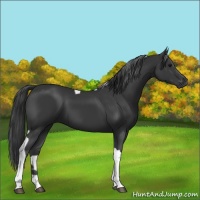 Horse Color:Black Tobiano