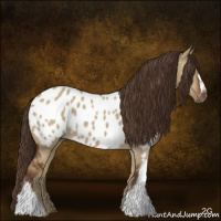 Horse Color:Gray Red Dun Appaloosa 