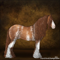 Horse Color:Gray White Spotted Gold Champagne 