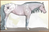 Horse Color:Watercolor Brown Pearl Appaloosa 
