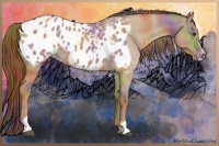 Horse Color:Nacre Red Dun Sabino Appaloosa