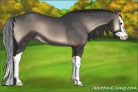 Horse Color:Blue Onyx Splash 