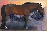 Horse Color:Bay Sabino