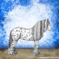 Horse Color:Black Appaloosa 