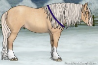 Horse Color:Silver Amber Champagne Roan Splash 