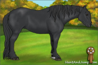 Horse Color:Black 