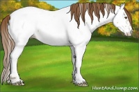 Horse Color:Classic Champagne Dun Appaloosa 