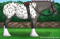 Horse Color:Grullo Appaloosa 