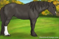 Horse Color:Smoky Black 