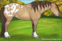 Horse Color:Amber Champagne Appaloosa 