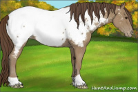 Horse Color:Classic Champagne Appaloosa 