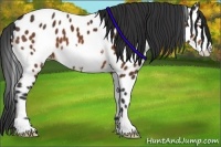 Horse Color:Bay Frame Appaloosa 