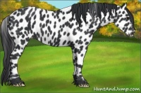 Horse Color:Black Appaloosa 