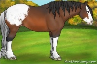Horse Color:Brown Splash Appaloosa 