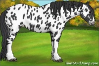 Horse Color:Black Near Leopard 