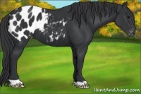 Horse Color:Black Appaloosa