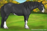 Horse Color:Black Sabino 