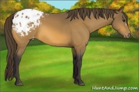 Horse Color:Buckskin Blanket 