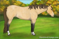 Horse Color:Buckskin Roan Sabino Varnish Rabicano 
