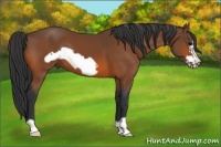 Horse Color:Bay Frame 