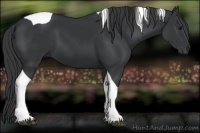Horse Color:Black Tobiano 