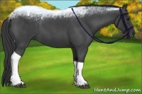 Horse Color:Blue Roan Tobiano 