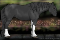 Horse Color:Black Tobiano