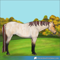 Horse Color:Gray Buckskin Roan Dun 