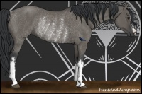 Horse Color:Grullo Rabicano 