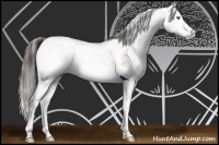 Horse Color:Amber Champagne Sabino Rabicano 