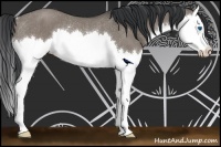 Horse Color:Grullo Sabino Splash Rabicano 