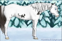 Horse Color:White Spotted Liver Chestnut Splash Tobiano