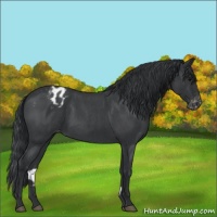 Horse Color:Blue Roan Appaloosa