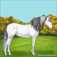 Horse Color:White Spotted Blue Roan Splash Frame Appaloosa 