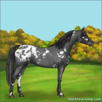 Horse Color:White Spotted Blue Roan Blanket 