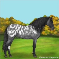 Horse Color:Blue Roan Appaloosa