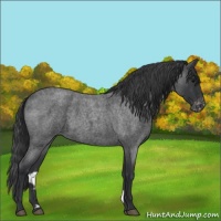 Horse Color:Blue Roan Varnish 