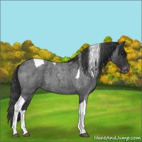 Horse Color:Blue Roan Tobiano Appaloosa