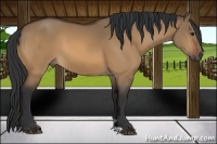 Horse Color:Bay Dun