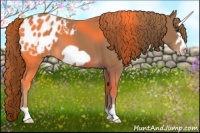 Horse Color:Chestnut Frame Appaloosa 