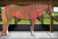 Horse Color:Chestnut Sabino