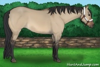 Horse Color:Brown Dun 