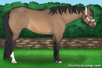Horse Color:Bay Dun