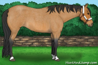 Horse Color:Bay Roan 
