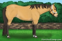 Horse Color:Buckskin 