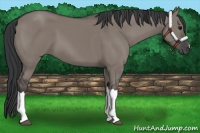 Horse Color:Grullo 