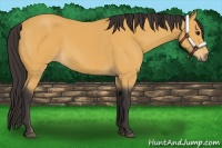 Horse Color:Buckskin 